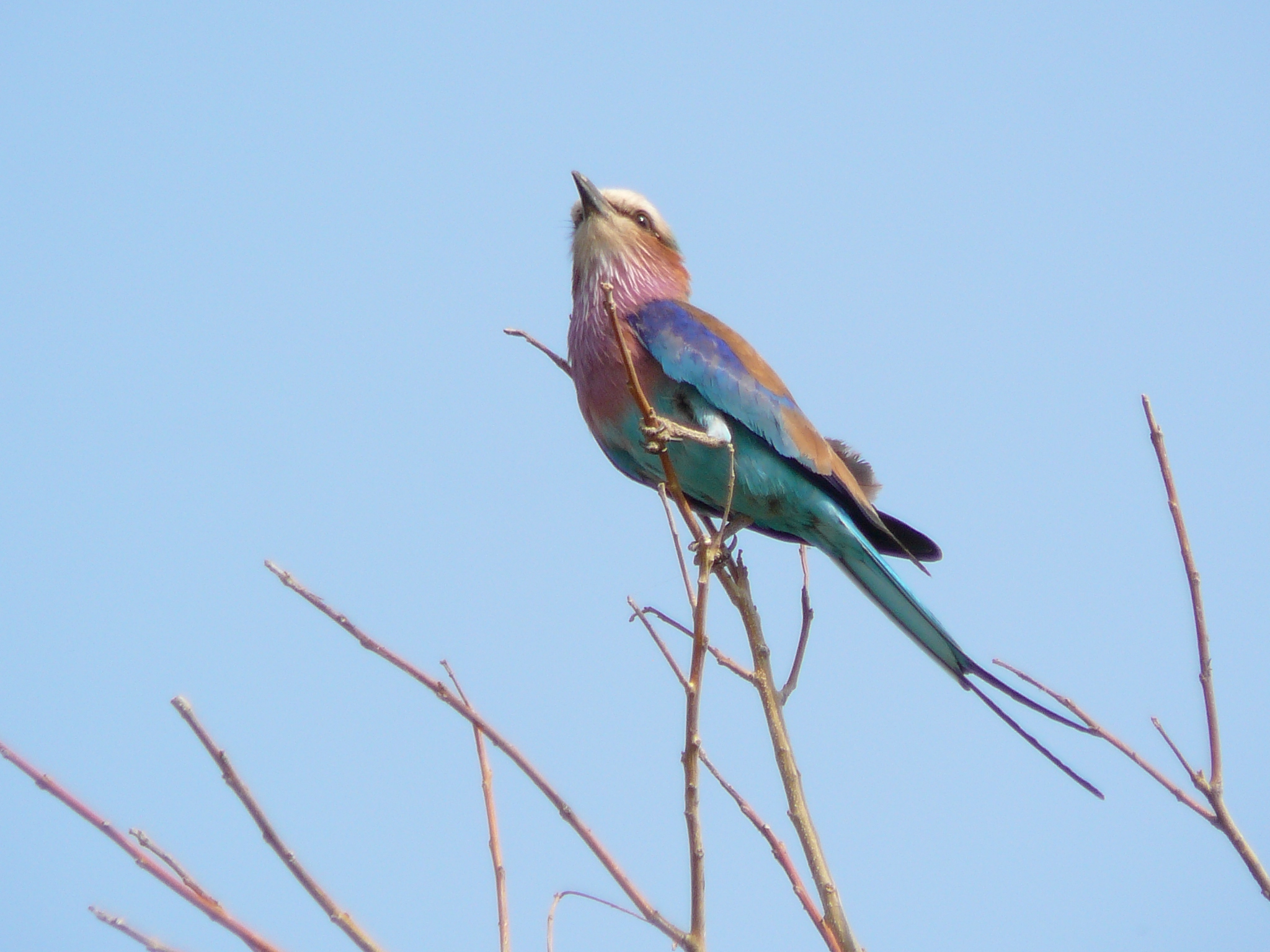 botswanas-national-bird-lilac-breasted-roller