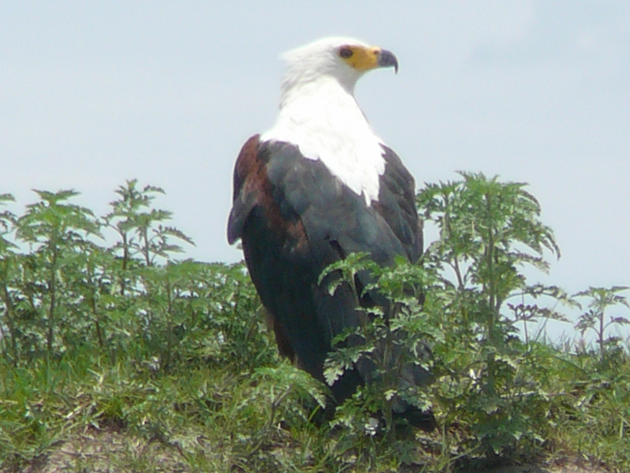 fish-eagle