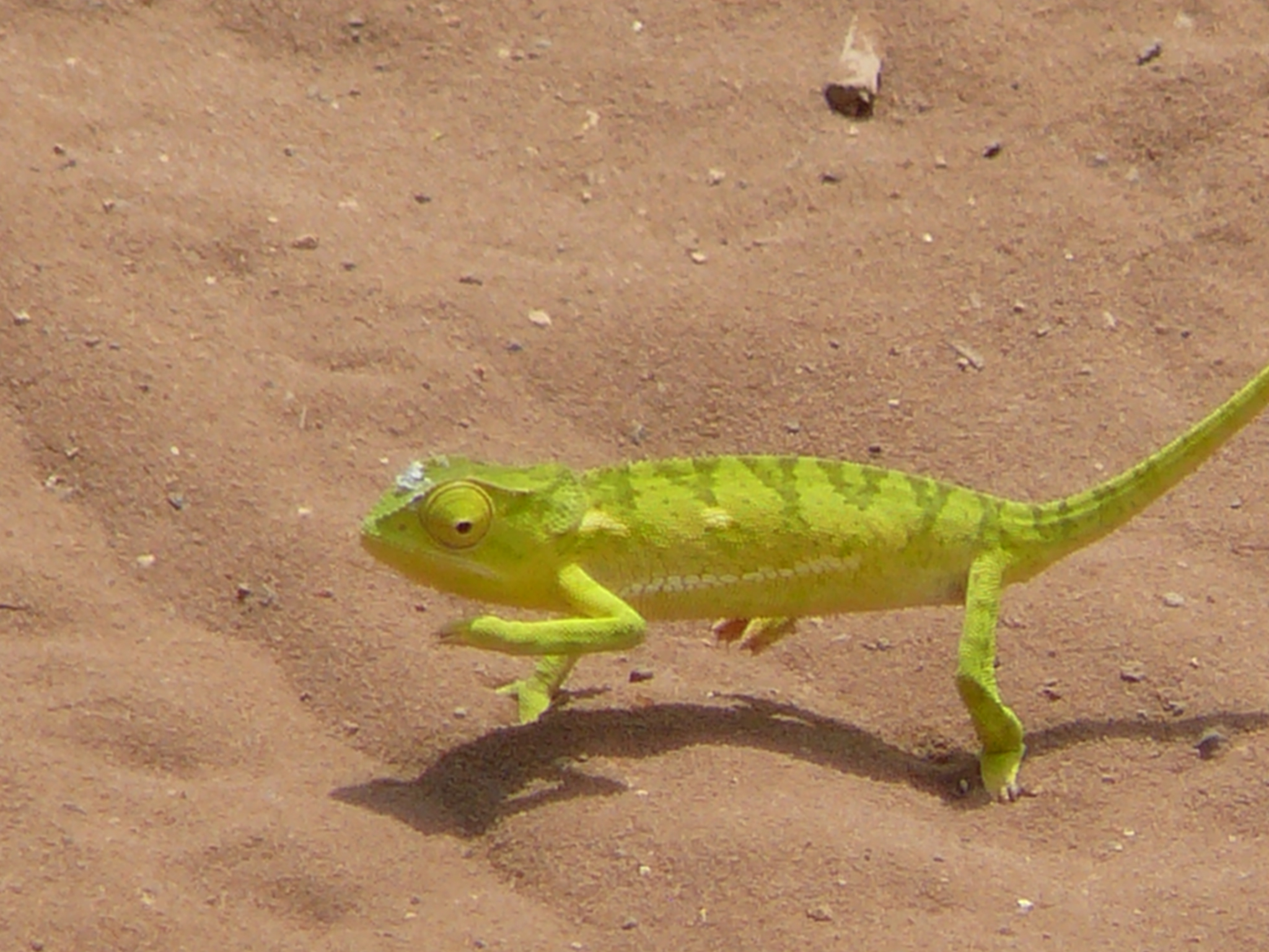 flap-necked-chameleon