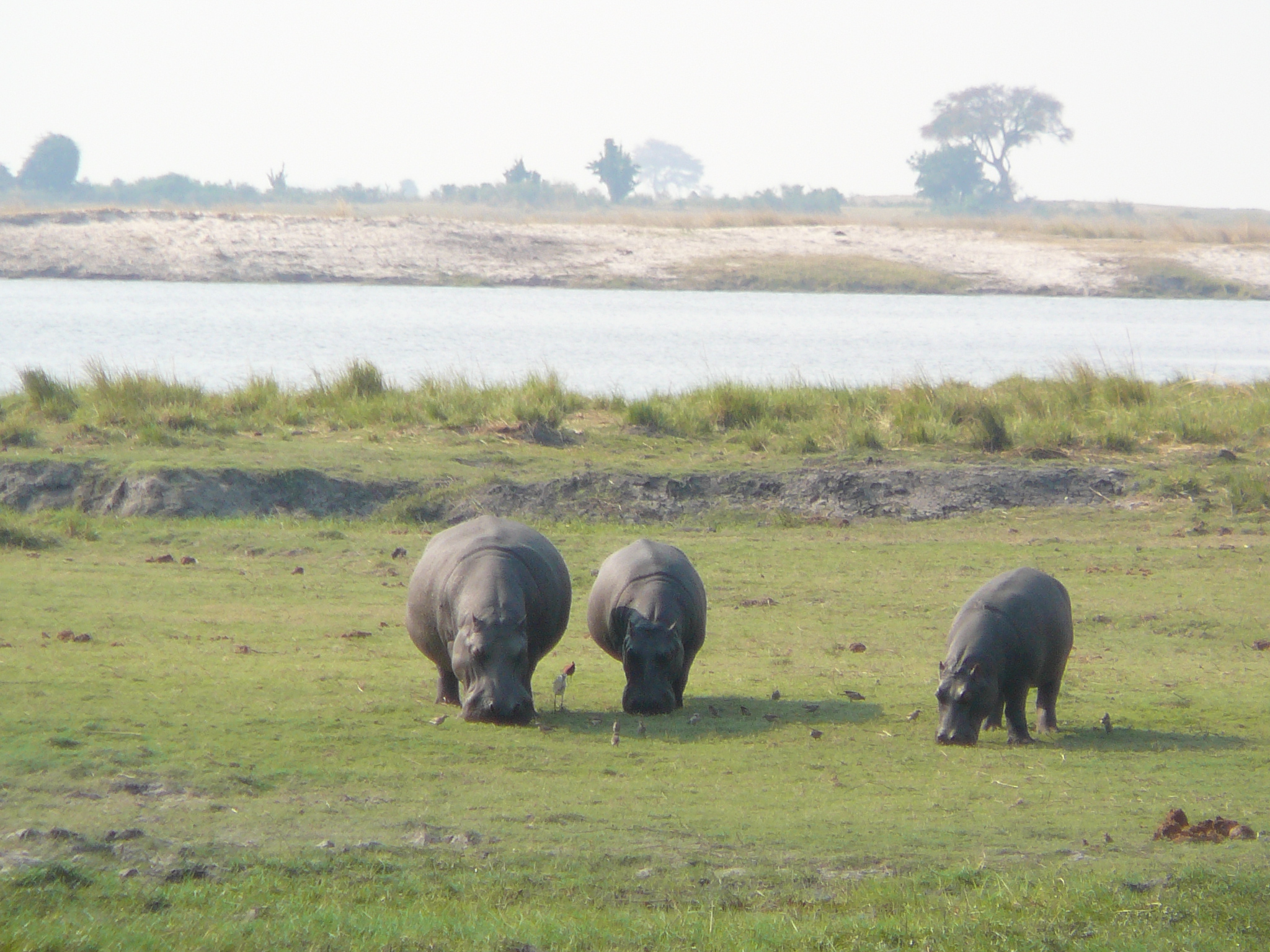 hippos-grazing-chobe-river