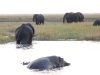 elephant-and-hippo-wallow
