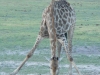geophagous-giraffe