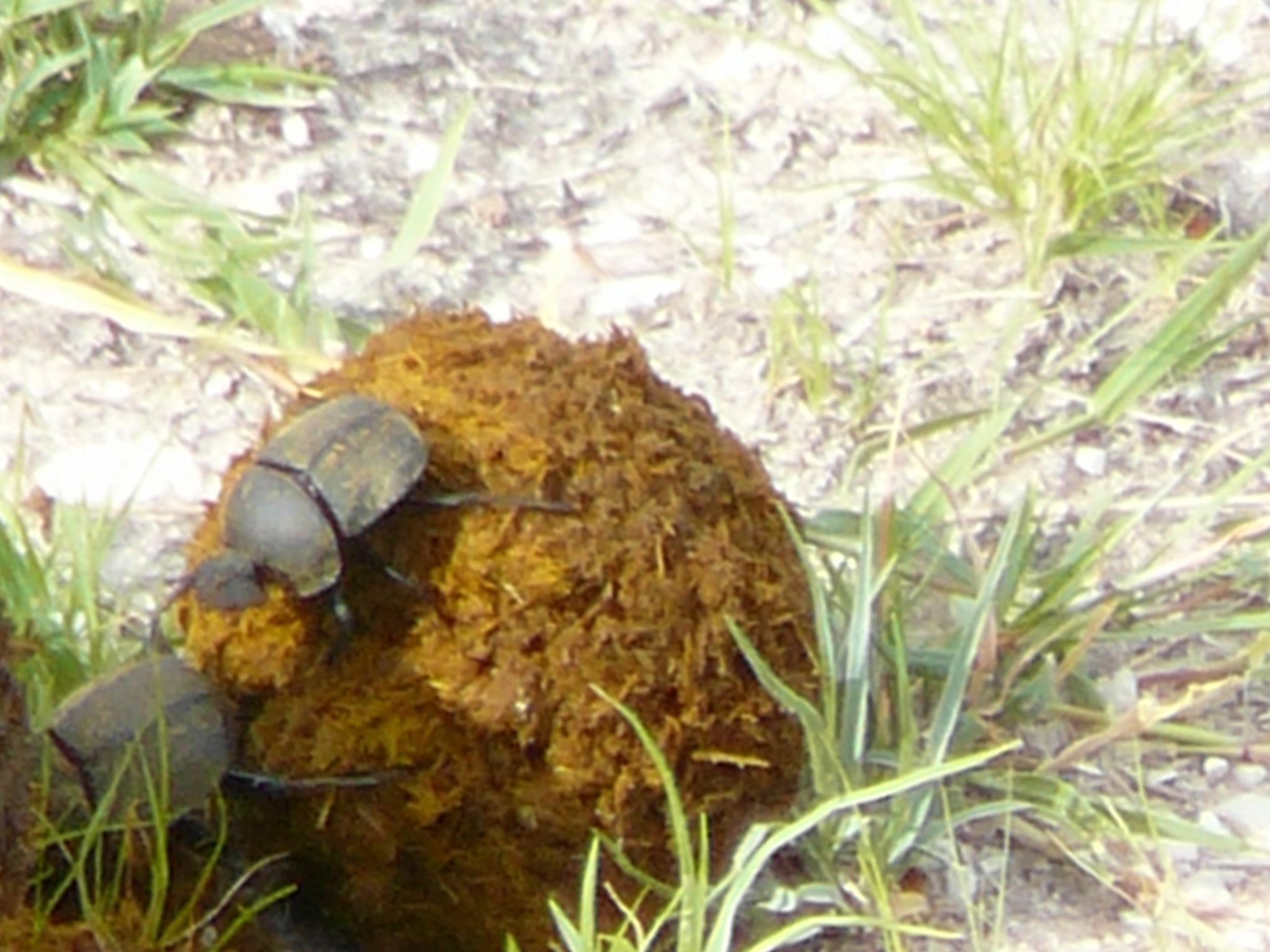 dung-beetles-happily-ever-after