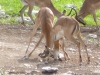 black-faced-impala-sparring