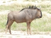 blue-wildebeest