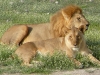 lion-loves