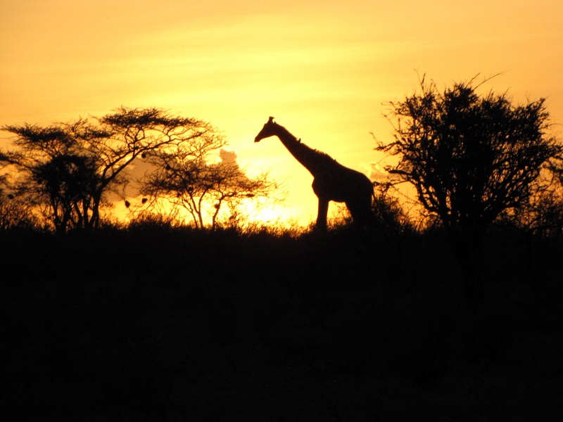in-the-shadow-of-sunset-serengeti