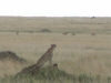 cheetah-serengeti