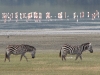 zebra-and-flamingos-ngorongoro-crater