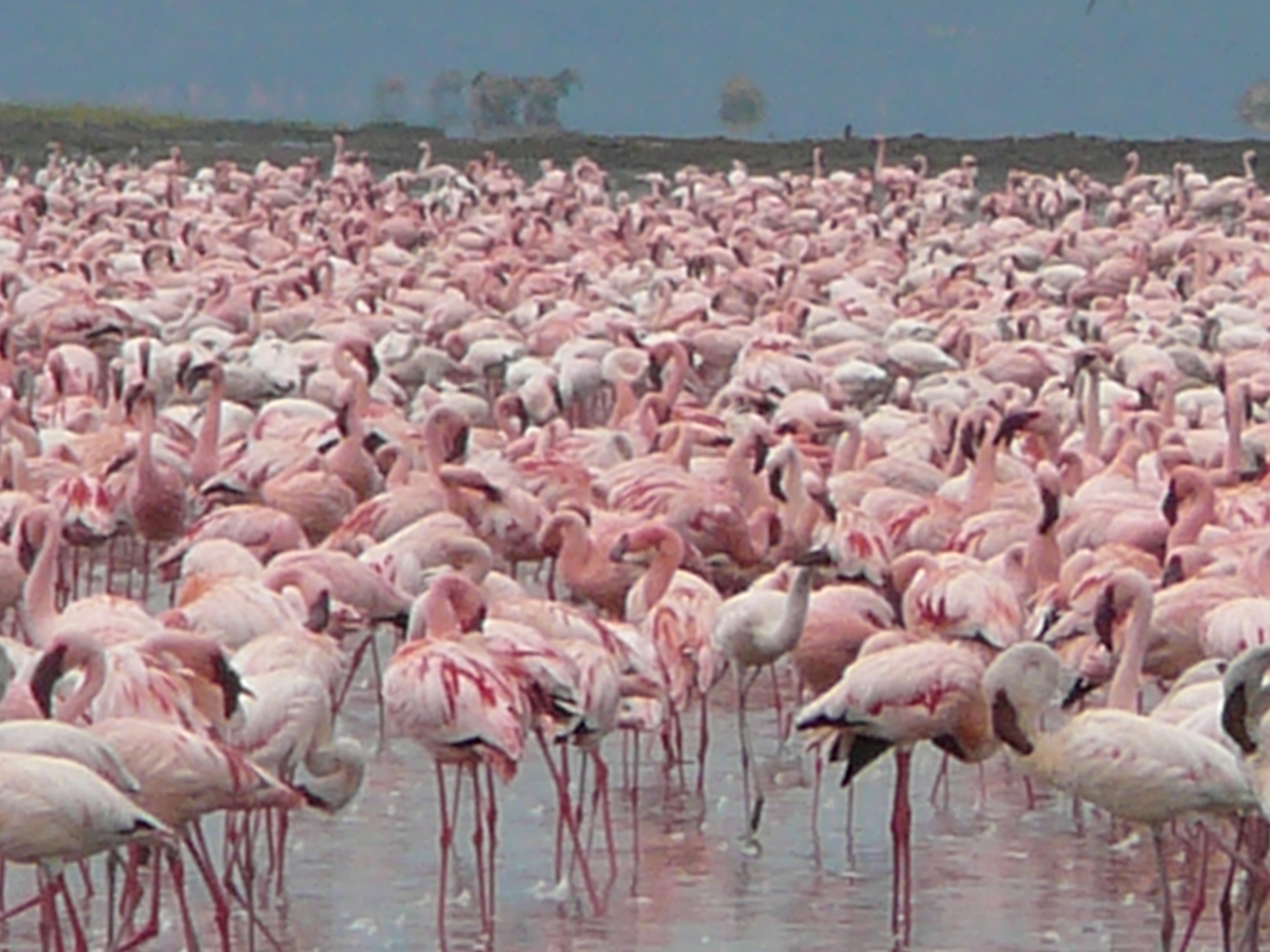 greater-and-lessser-flamingos