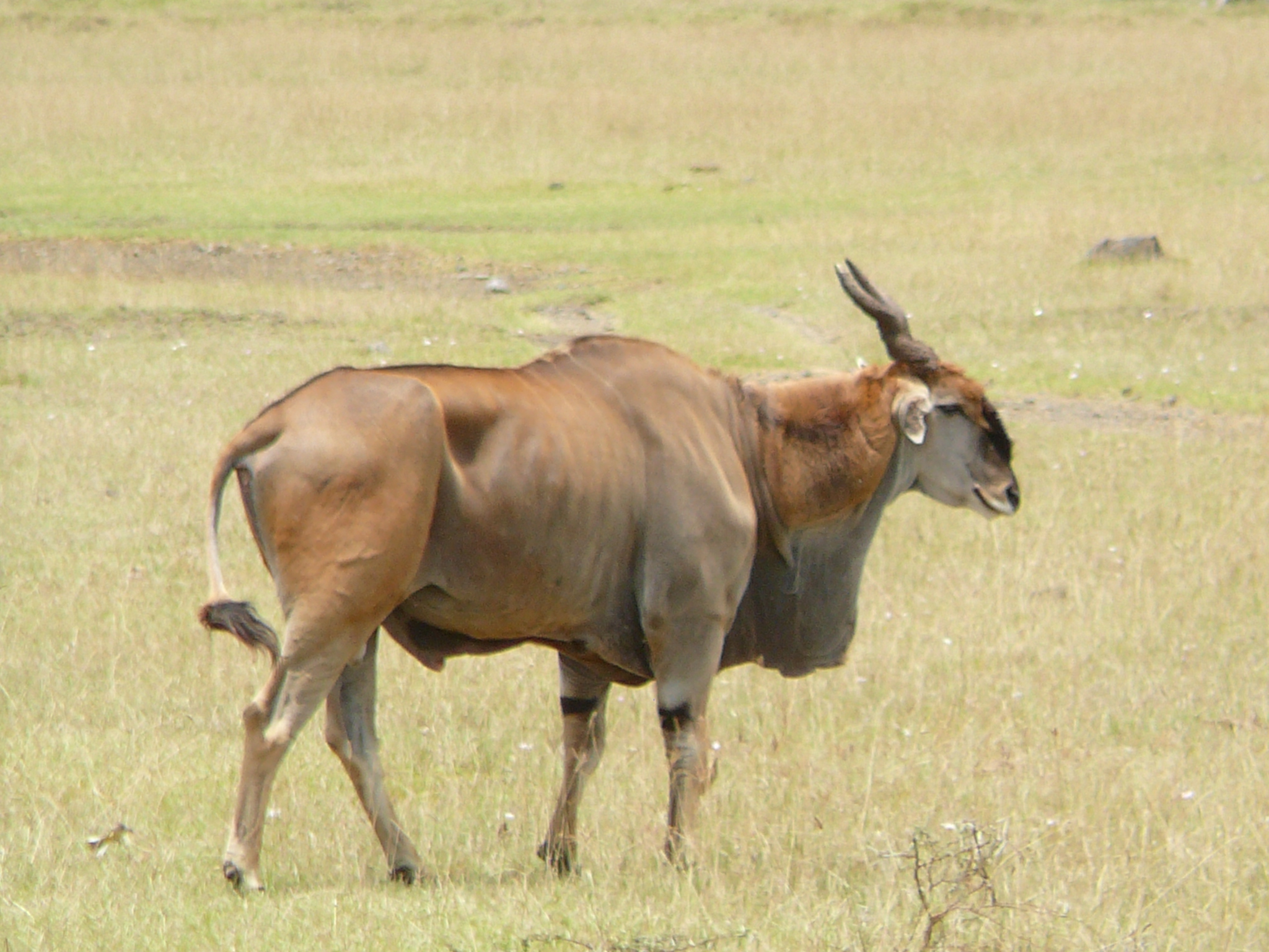 largest-antelope-in-the-world-eland-bull