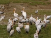 pelicans-and-yellow-billed-storks