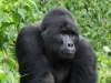 gorilla-male_0