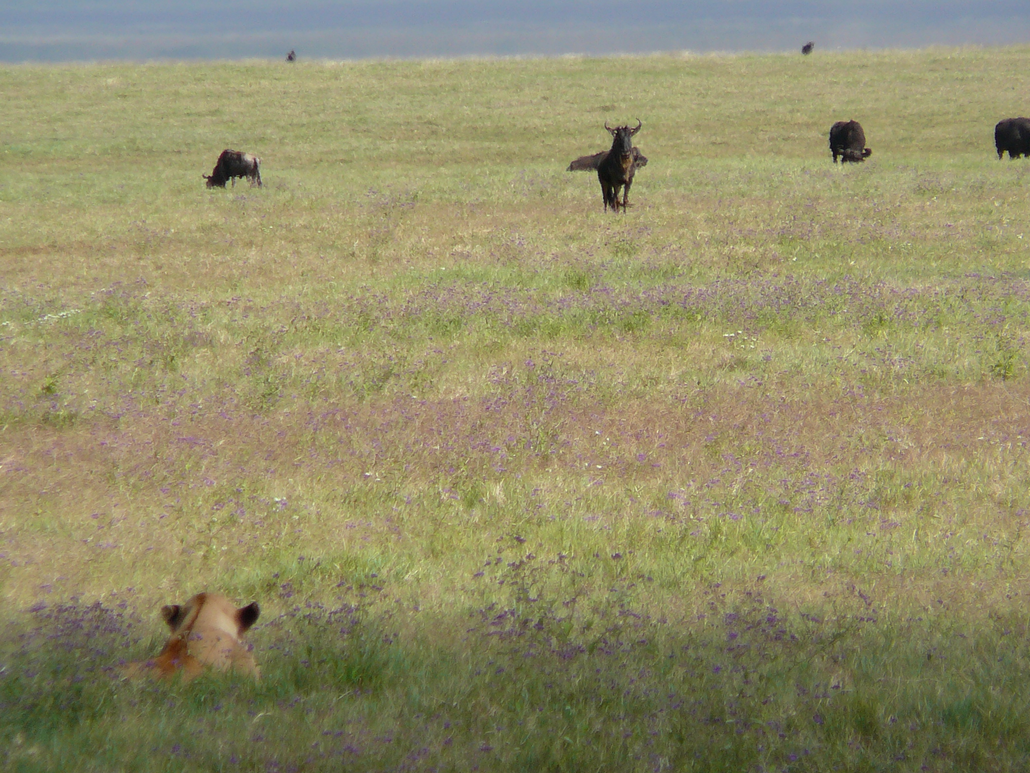 lioness-hunting-wildebeest
