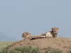 cheetah-on-termite-mound_0