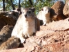 closest-relative-to-the-elephant-hyrax