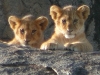 lion-cubs-kopje