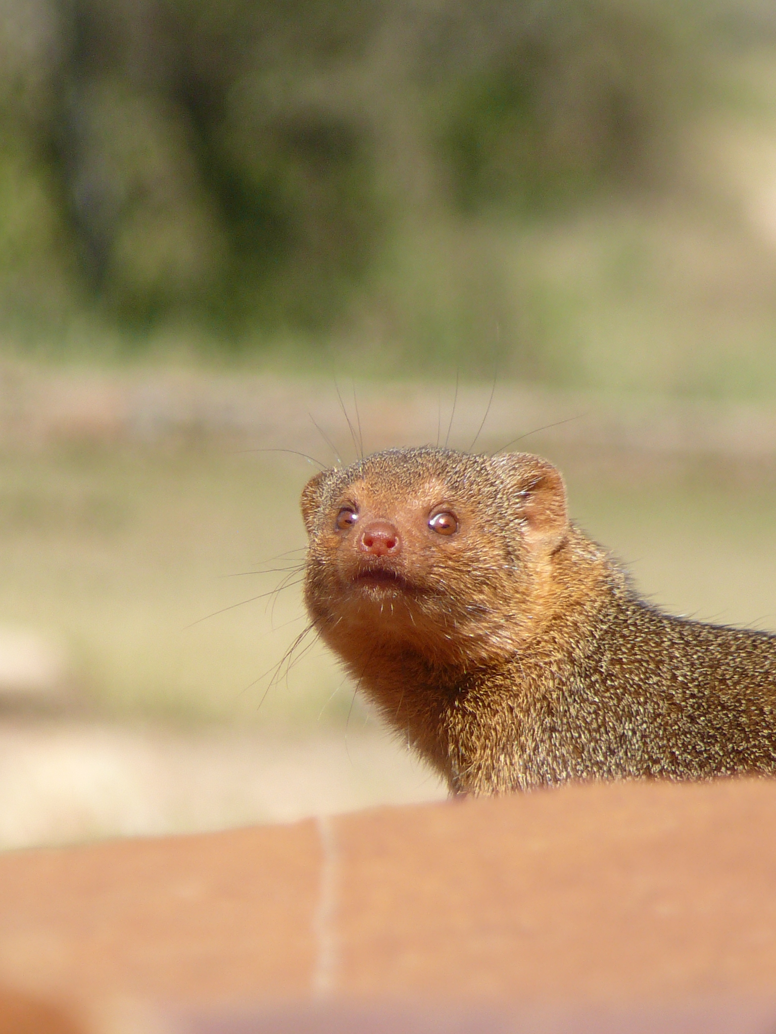 watch-you-lookin-at-dwarf-mongoose